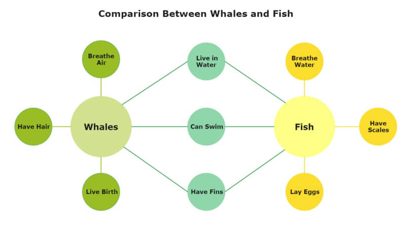 Comparison Double Bubble Map