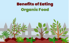Organic Food Infographic