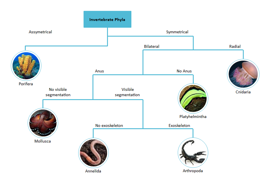 dichotomous key examples for fruit