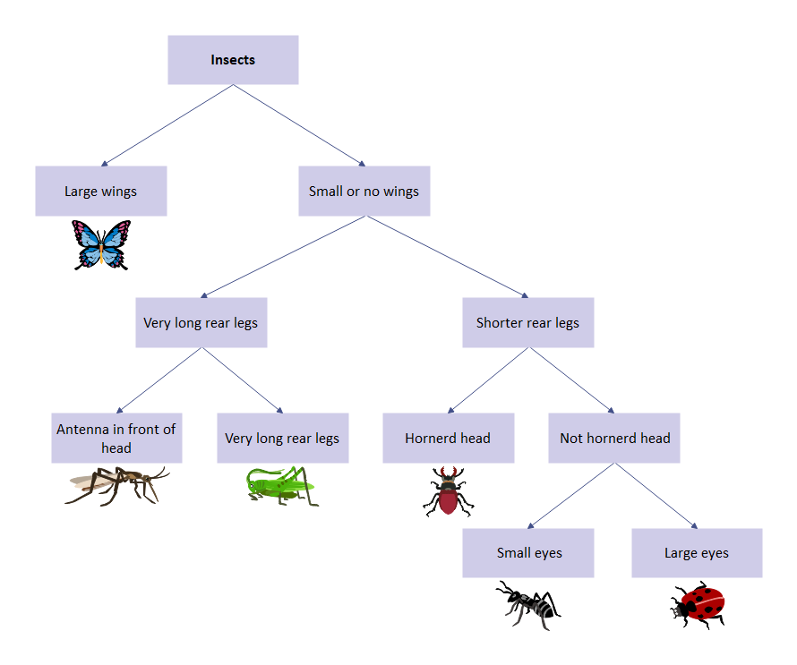 Insect Dichotomous Key