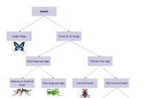 Insect Dichotomous Key