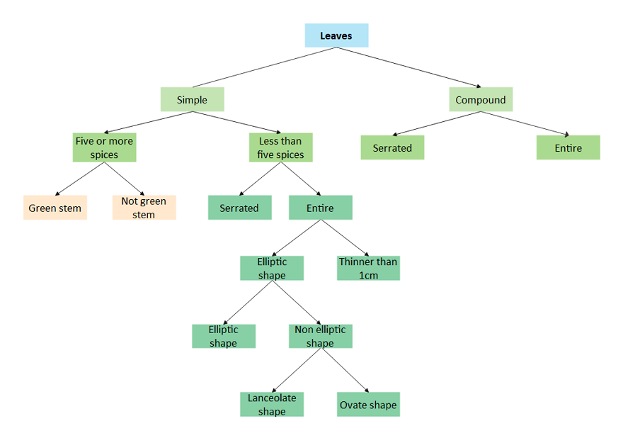 Dichotomous Key Maker, Dichotomous Key Examples