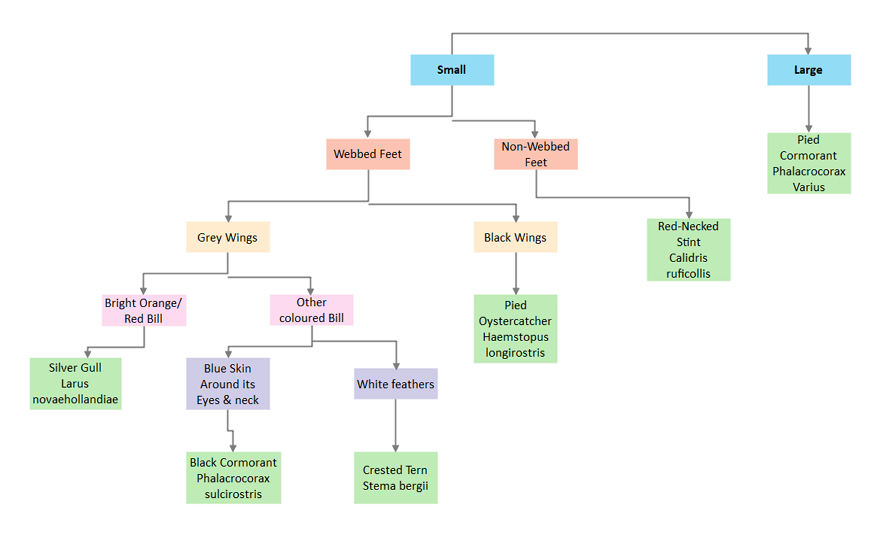 dichotomous key examples