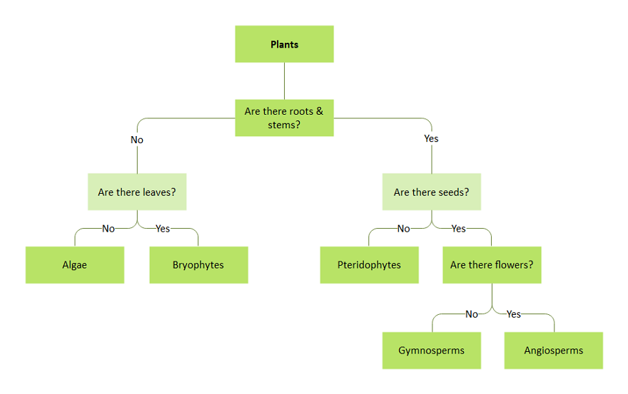 Dichotomous Key Maker, Dichotomous Key Examples