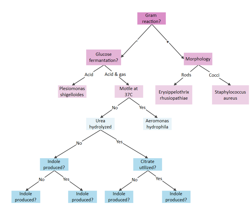 dichotomous key examples for fruit