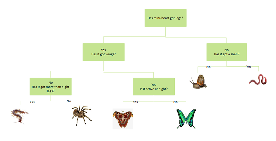 Online Dichotomous Key