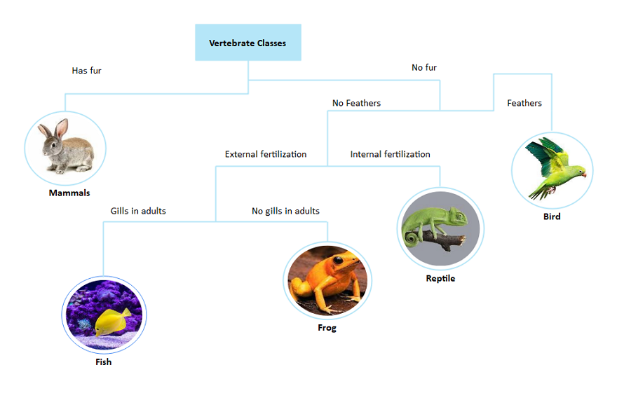 dichotomous key examples