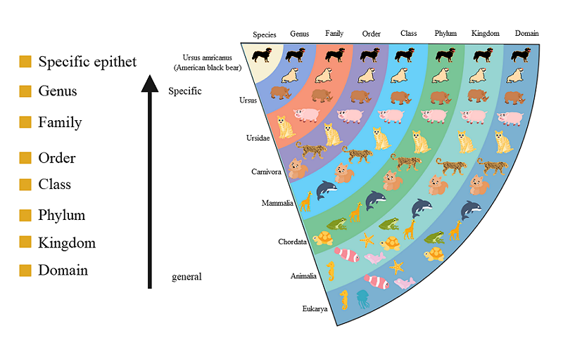Animal Classification Taxonomy