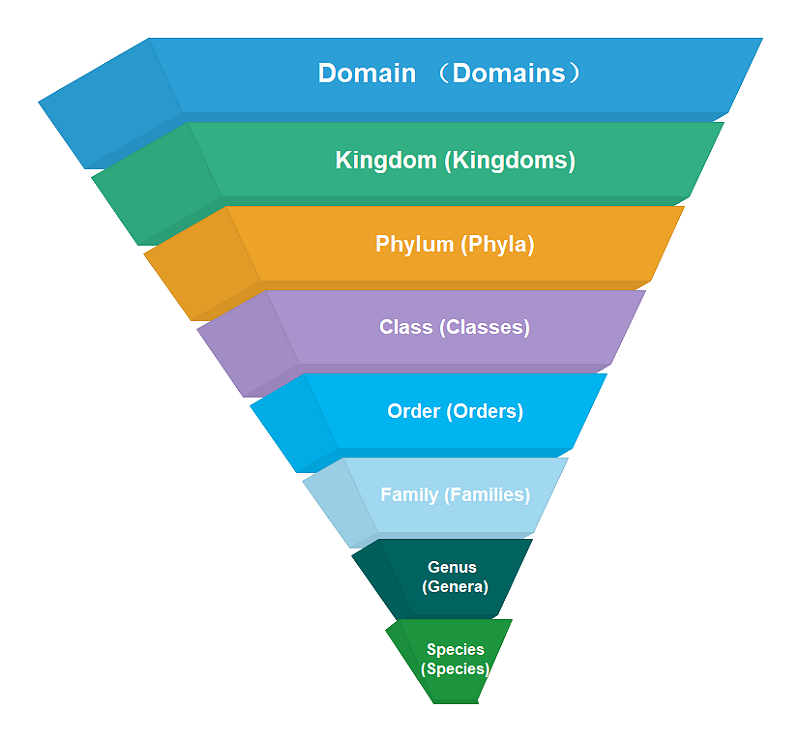 taxonomy science examples