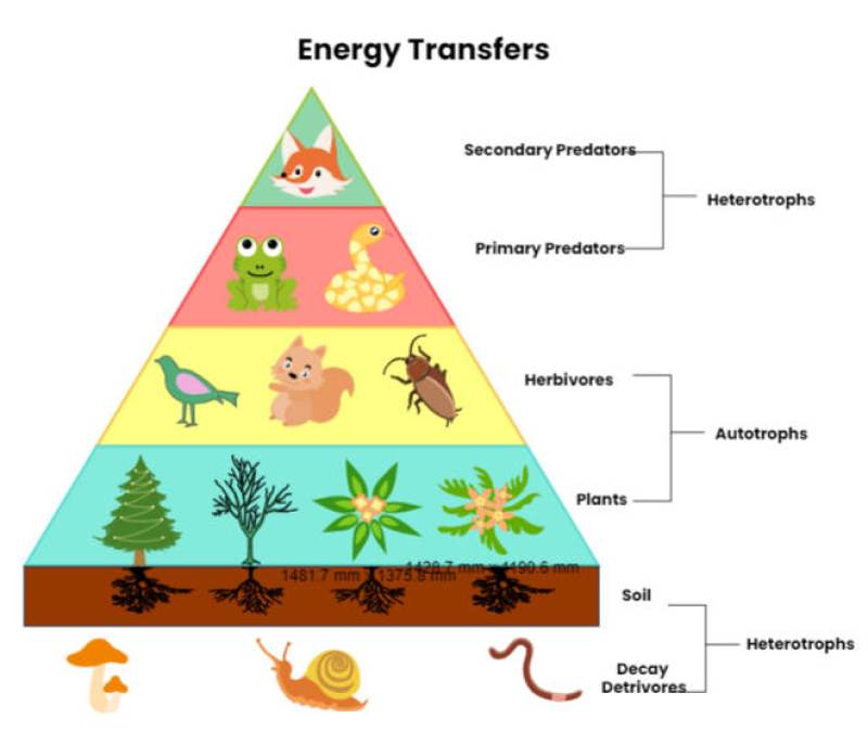 Energy Pyramid Diagram