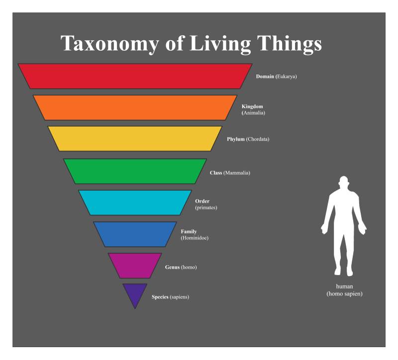 Blank Pyramid Diagram