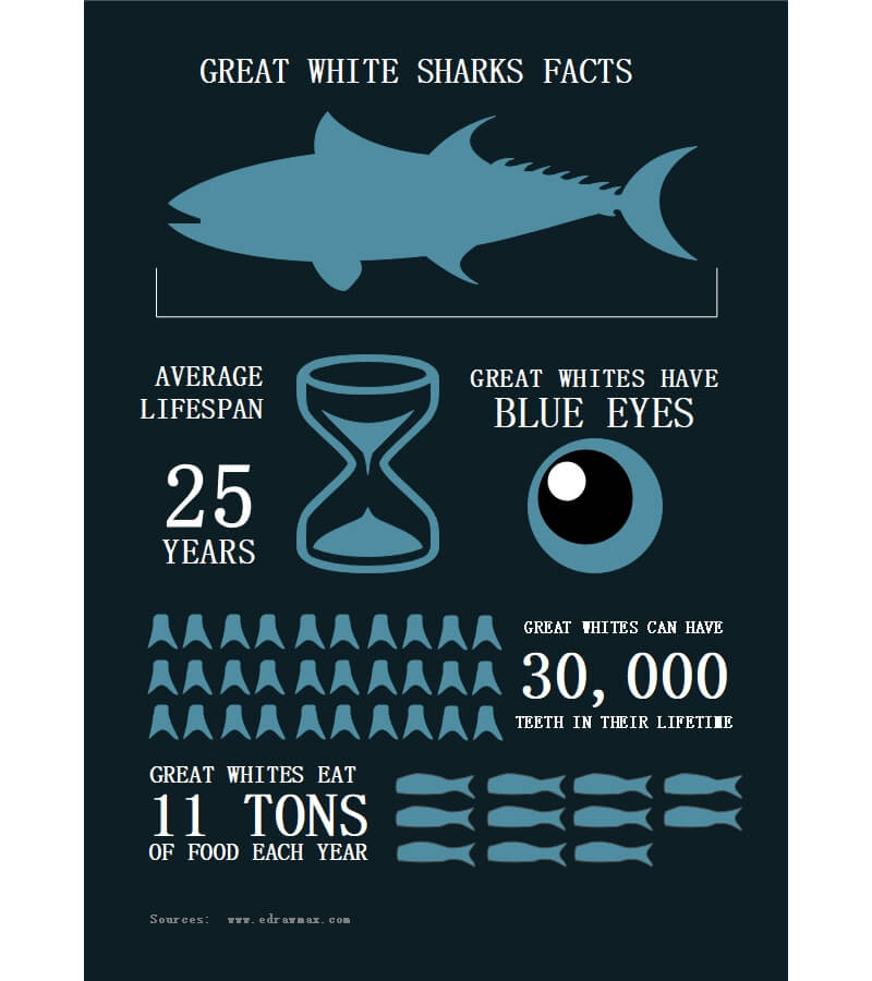 Great White Shark Infographic