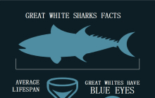Great White Shark Infographic