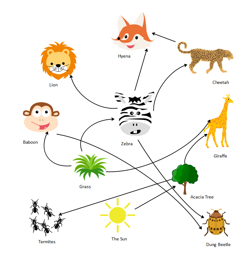 Food Web Graphic Organizer