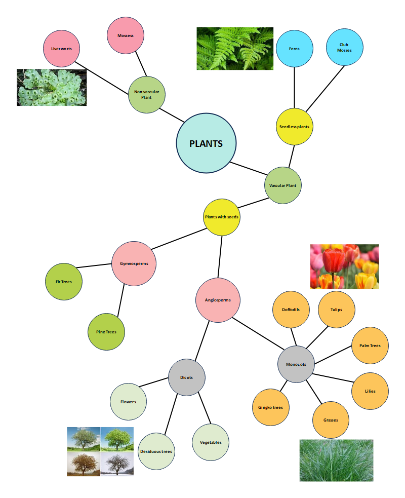 Cluster Web Graphic Organizer