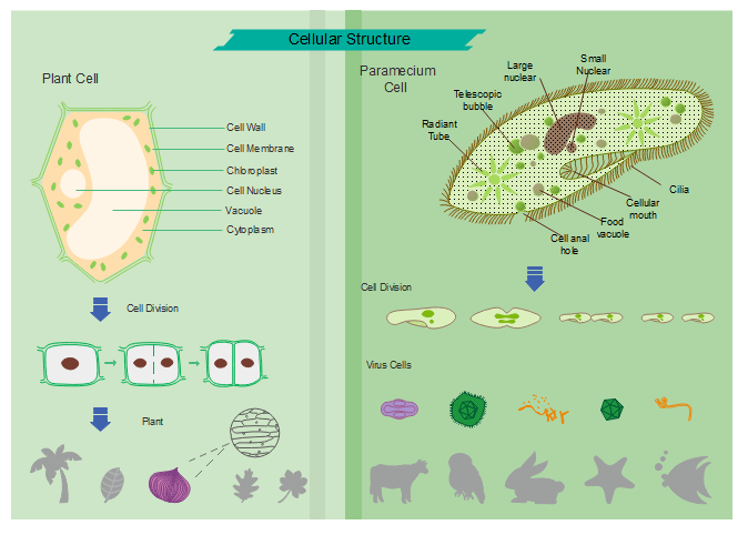 cell diagram