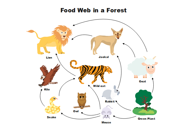 food web diagram