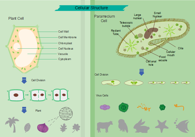 Diagrama biológico