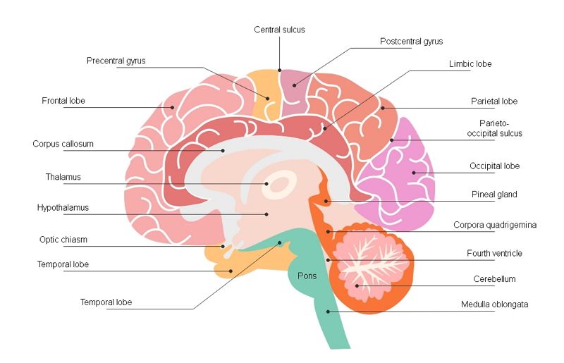 diagrama de partes del cerebro