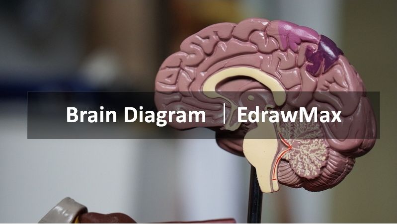 diagramme du cerveau