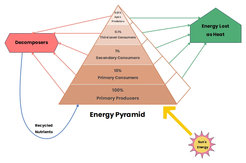 Energy Pyramid Diagram