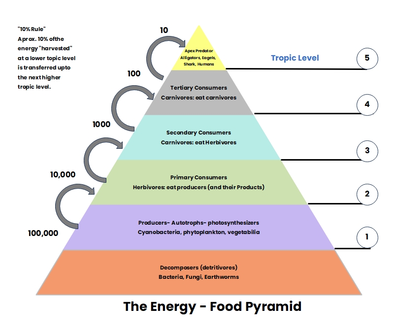 What is an Energy Pyramid Diagram EdrawMax Online