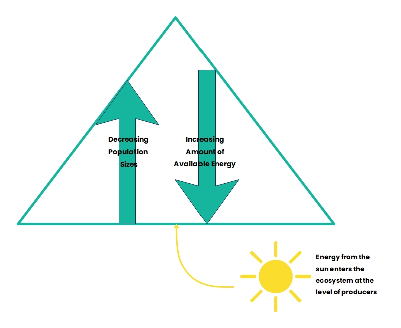 Flow of Energy Pyramid Diagram