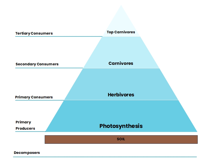 What is an Energy Pyramid Diagram | EdrawMax Online