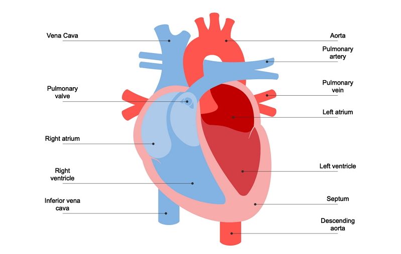 Includes how blood flows through the heart and lungs, where the heart is located,. Understanding Human Heart With Heart Diagram Edrawmax Online