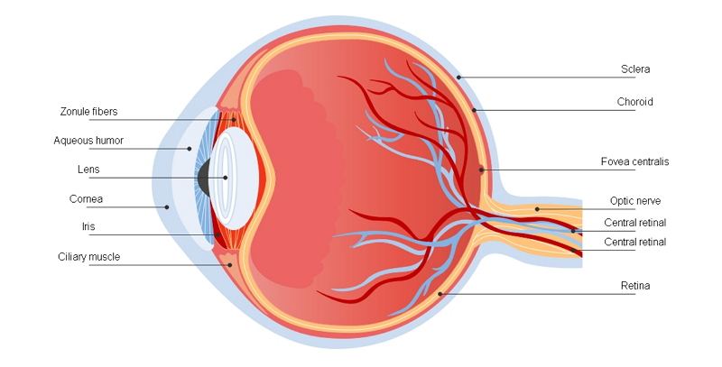 diagrama del ojo humano
