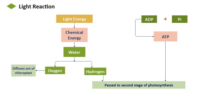 Photosynthesis flowchart