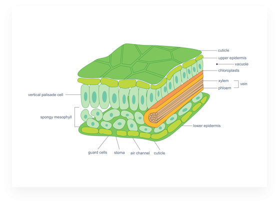 scientific diagram maker