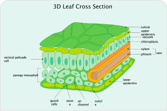 3D Leaf Cross Diagram