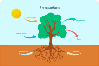 Photosynthesis Diagram