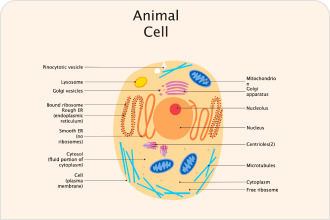 Diagramma della cellula animale