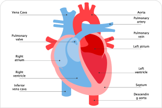 Human Heart Diagram