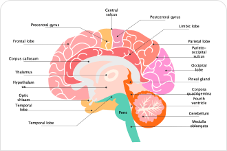 人类大脑图