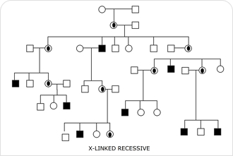 genogram maker for mac free