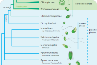 PLANT phylogenetic tree