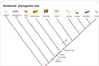 vertebrate phylogenetic tree