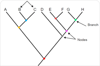Parts of a phylogenetic tree