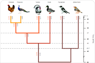 bird phylogenetic tree