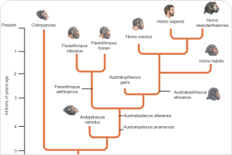 human phylogenetic tree