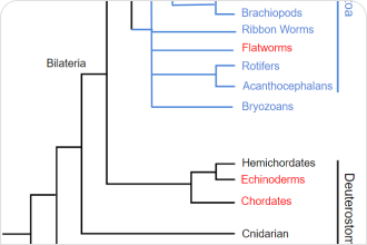 chordate phylogenetic tree