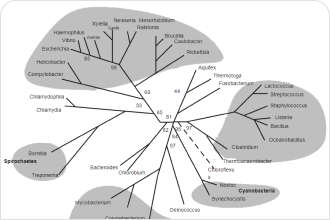 bacterial phylogenetic tree