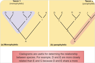 cladogram vs phylogenetic tree