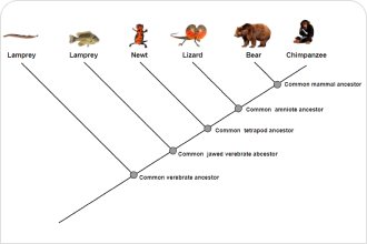 phylogenetic tree Example