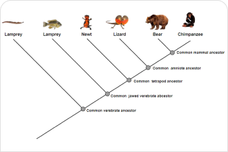 phylogenetic tree generator online