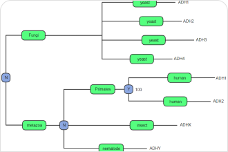 phylogenetic tree labeled