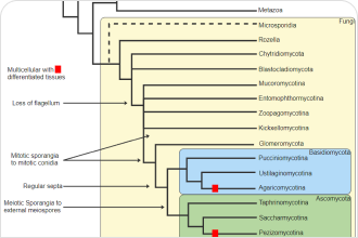 fungi phylogenetic tree